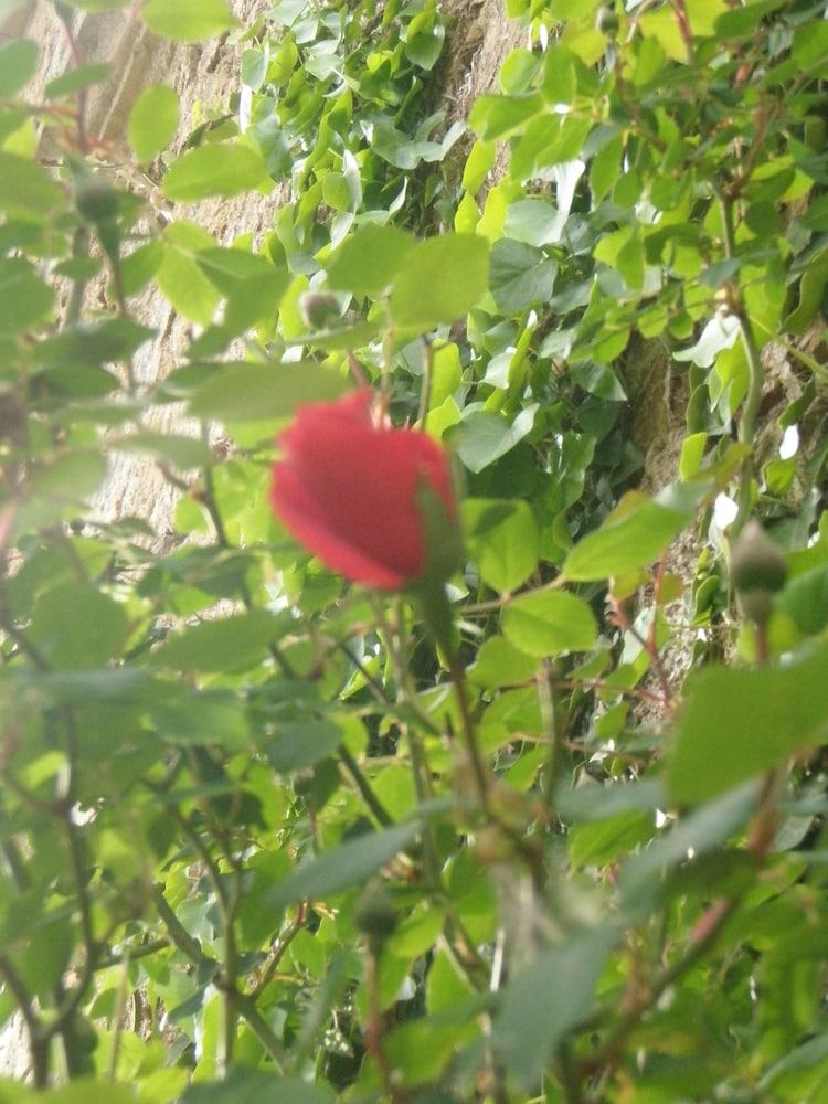 Mas Vilalonga Petit Cassà de la Selva Kültér fotó
